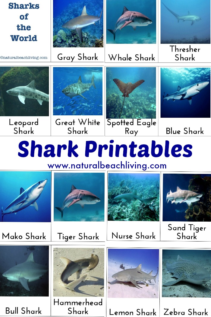 shark activities printables sharks ocean theme crafts week preschool games beach biology printable montessori matching marine animal whale craft themed