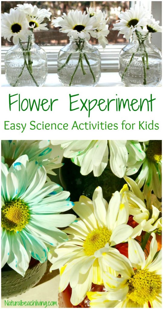Preschool Montessori Science Activities and Ideas for ...