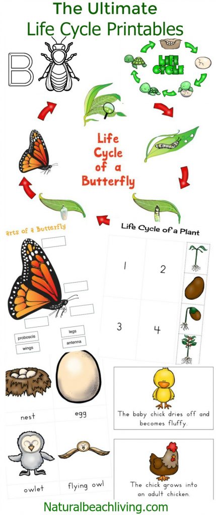 The Ultimate Life Cycle Printables - Natural Beach Living