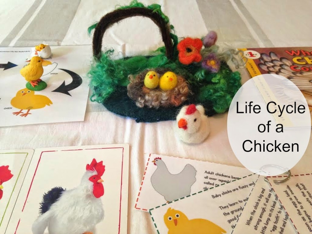 life cycle of a chicken, Science, homeschooling, books, activities, unit study, handmade , Montessori learning, Waldorf, and more www.naturalbeachliving.com