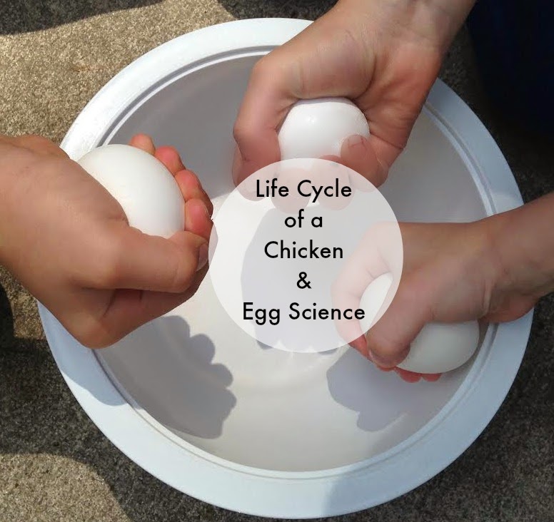 Life Cycle of a Chicken Plus Egg Science