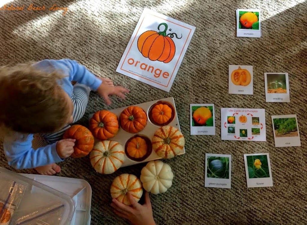 25+ Leaf Science Experiments and Activities for Kids, Plus Leaf Sensory play ideas and Leaf Science Projects, Perfect Preschool Leaf Theme Activities and easy leaf Experiments for Preschoolers and Kindergarten 