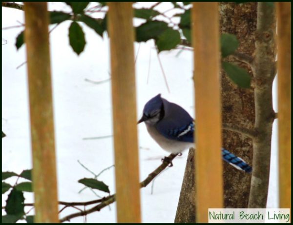 Bird Printables and Bird Activities for Kids - Natural Beach Living
