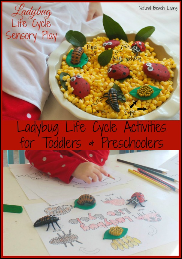 Ladybug Life Cycle Activities, Preschool activities, toddler activities, Science, Sensory play, ladybug craft, Spring, Printables,www.naturalbeachliving.com