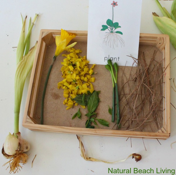 Montessori Inspired Botany for kids, Hands on Learning, Science, Gardening, Botany Printables, Plant lessons, Natural Learning, www.naturalbeachliving.com
