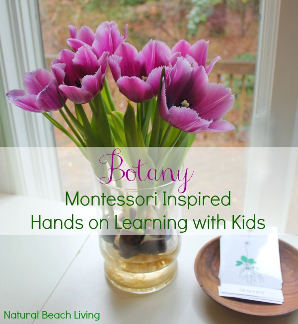 Montessori Inspired Botany for kids, Hands on Learning, Science, Gardening, Botany Printables, Plant lessons, Natural Learning, www.naturalbeachliving.com