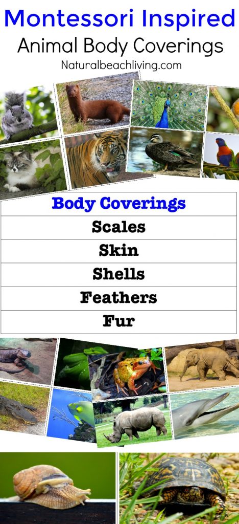 Montessori Inspired Zoology ~ Body Coverings (Free Printables) - Natural  Beach Living