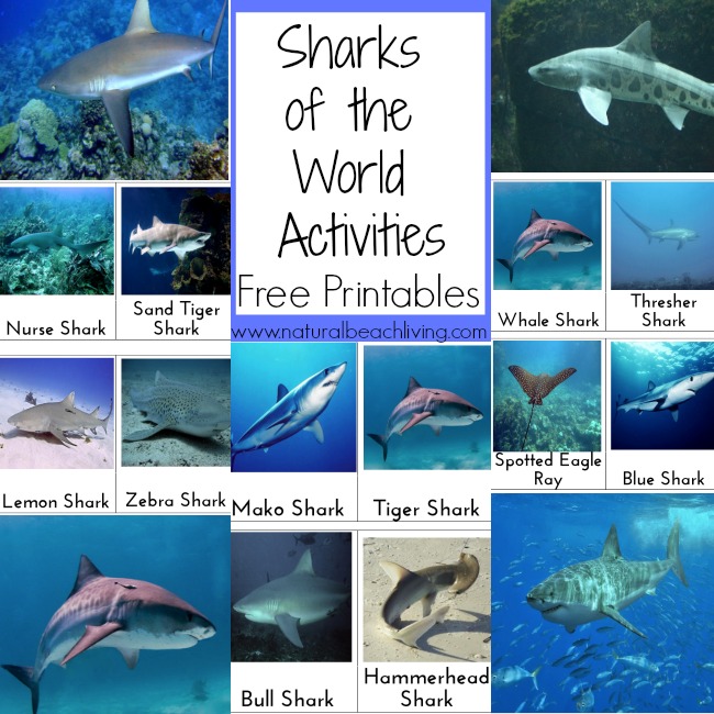 Awesome Shark Activities, Books, crafts, snacks, party themes, sensory play and more. Shark week activities, Free Printables for the Sharks of the World