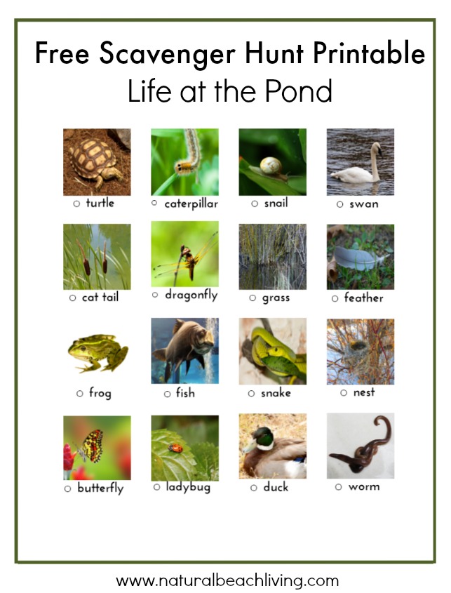 Montessori Spring Activities, Free pond printable, The Perfect Montessori May Activities, Pond theme, pond activities, strawberry life cycle and parts, Free printables, Insects, Sensory and more. 