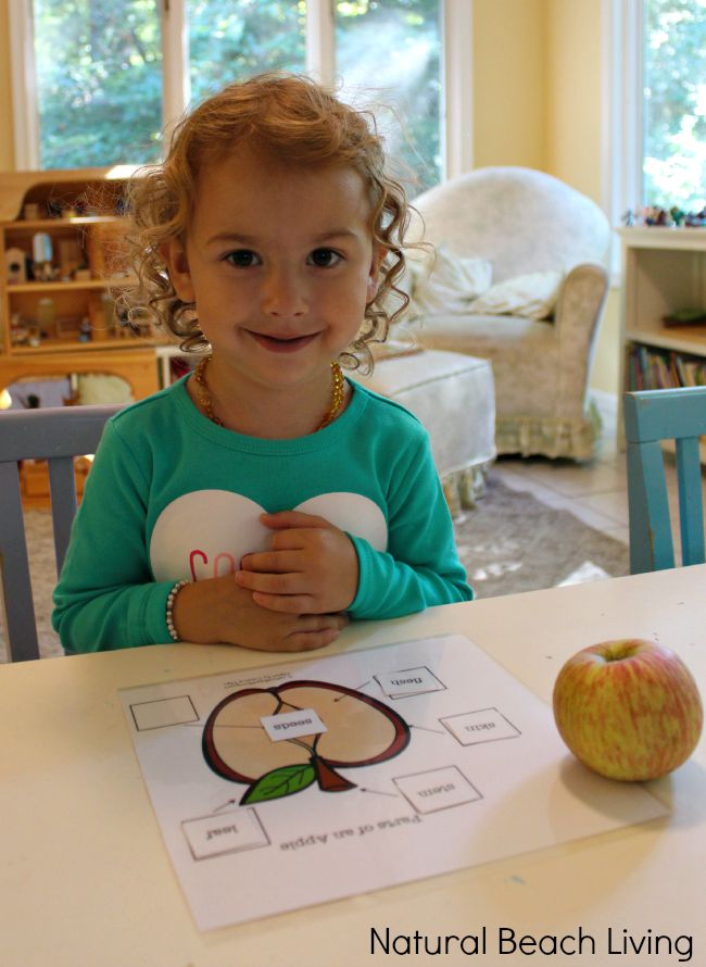 Apple activities for preschoolers, Apple science activities for preschool and Kindergarten, fine motor skills lacing activity with an Apple Theme, Preschool free printables Great Apple books, Apple Theme sensory play and The Perfect Fall Preschool Theme.