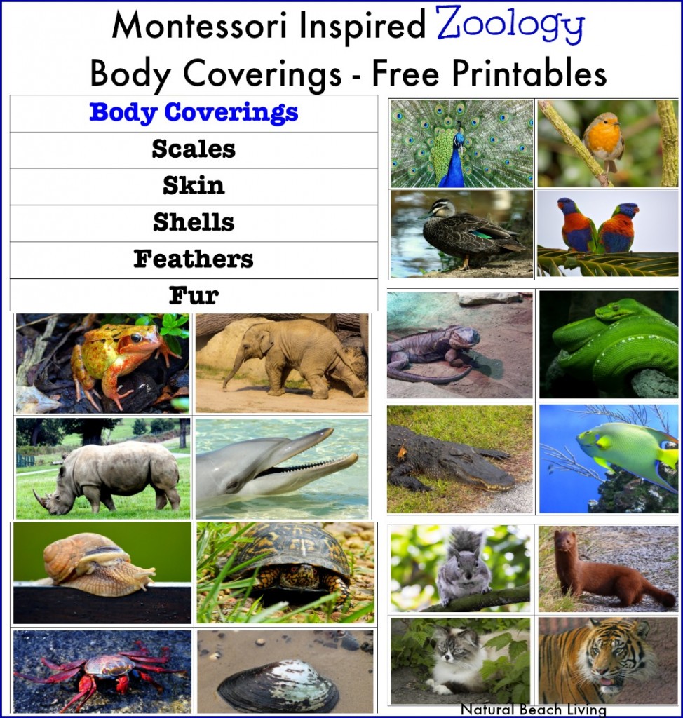 Welcome Natural Beach Living Subscribers, 150+ Free Printables and Hands on Activities on Natural Living, Homeschooling, Lesson Plans, Party Ideas, Craft Templates, Free Daily Visual Schedules and so much more