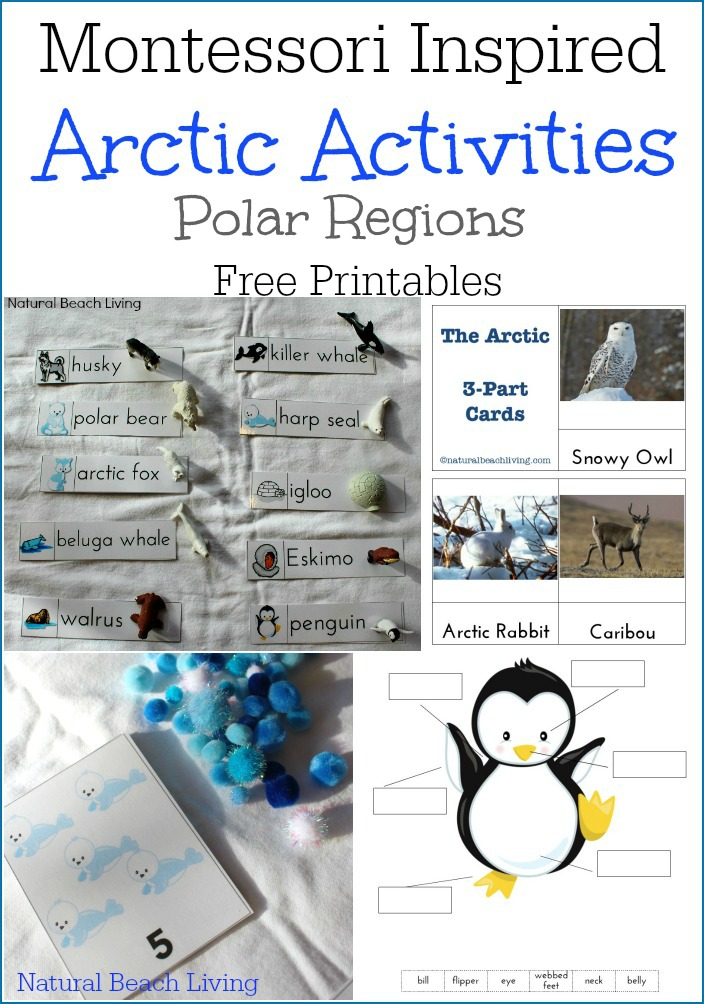 Perfect Montessori Arctic Activities with Free Printables, Polar Regions, Penguins, Math, Language, 3 part cards and so much more.