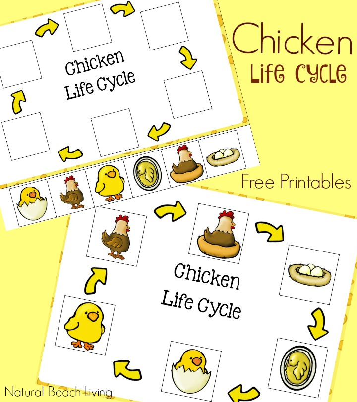 Chicken Life Cycle Free Printables and Activities for Kids, Spring Activities, books, Animals, Perfect for a Farm Theme, and fun hands on learning. 
