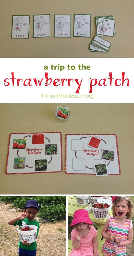 The Perfect Montessori May Activities, Pond theme, pond activities, strawberry life cycle and parts, Free printables, Insects, Sensory and more.
