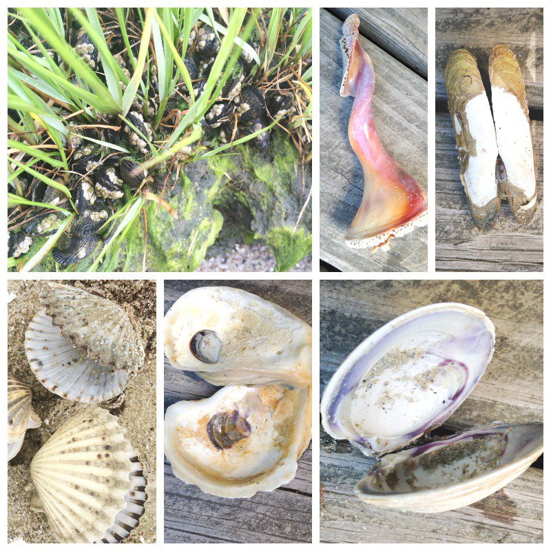 Beach-Learning-Activities-What-Lives-Inside-A-Shell- 20+ Fun Activities to do at the Beach, Family Fun, Summer Fun, Vacation Activities, Free Scavenger Hunts, Natural Learning, Shells, Art, Sensory and more