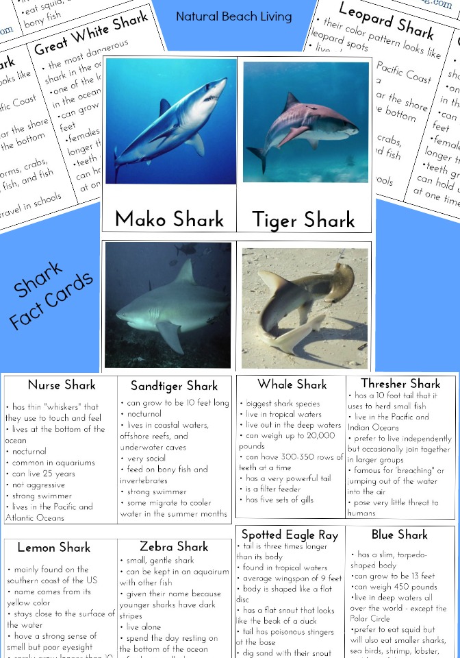 10+ Under The Sea Activities Your Kids will Love, Sharks, Ocean Animals, Free Printables, Under the Sea Activities for Preschoolers, Ocean Unit Study, Shark Week and More