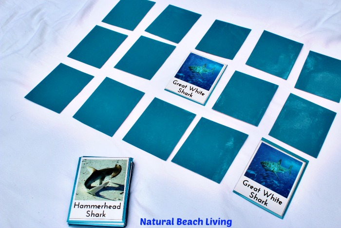 Shark Activities for Kids with Free Printables, Games, Object to Picture Matching, Montessori, Pre-reading skills, Shark Week, Marine Biology, Unit Study