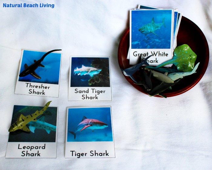 Shark Activities for Kids with Free Printables, Games, Object to Picture Matching, Montessori, Pre-reading skills, Shark Week, Marine Biology, Unit Study