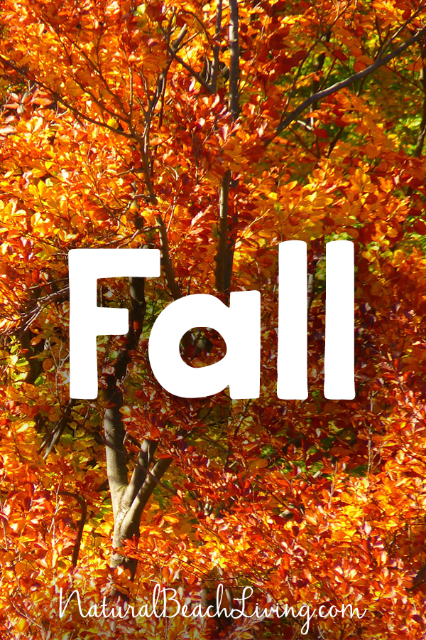 Fall, Welcome Natural Beach Living Subscribers, 150+ Free Printables and Hands on Activities on Natural Living, Homeschooling, Lesson Plans, Party Ideas, Craft Templates, Free Daily Visual Schedules and so much more