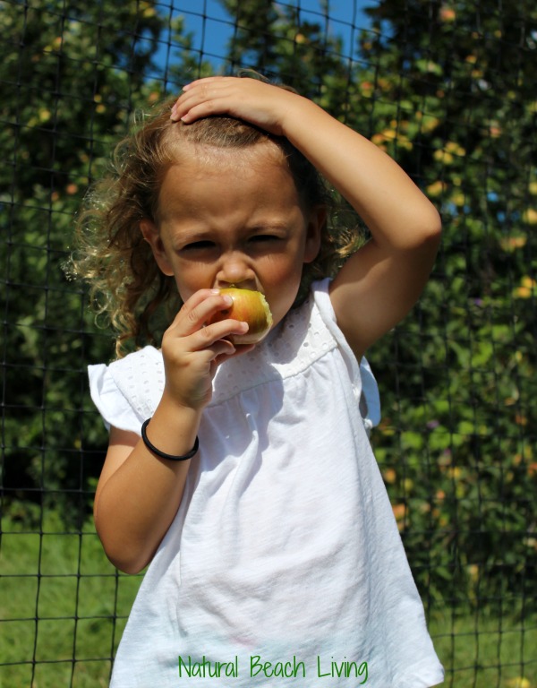 apple picking, The Best Apple Activities for Toddlers, Preschoolers and Kindergartners, FIAR, BFIAR, Free Printables, How to Make an Apple Pie, Homemade, Hands on Learning
