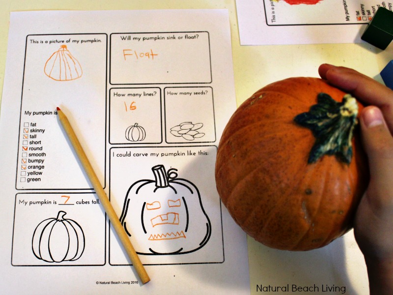 Pumpkin Activities for Kids to Enjoy during Fall. Grab these Free Pumpkin Printable Lesson Plans and Pumpkin Science Activities, including the Pumpkin Life cycle, Pumpkin STEM Activities, Pumpkin Printables, Pumpkin Coloring Pages, Pumpkin Sensory Play and more