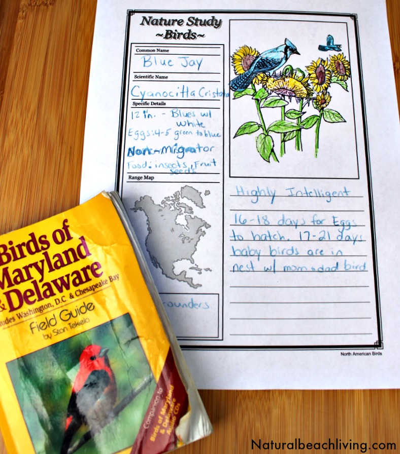 notebooking-bird-study How Notebooking Can Enhance Your Homeschool, Ways to use notebooking pages for homeschooling, Journaling, Scrapbooking, Themed learning and More