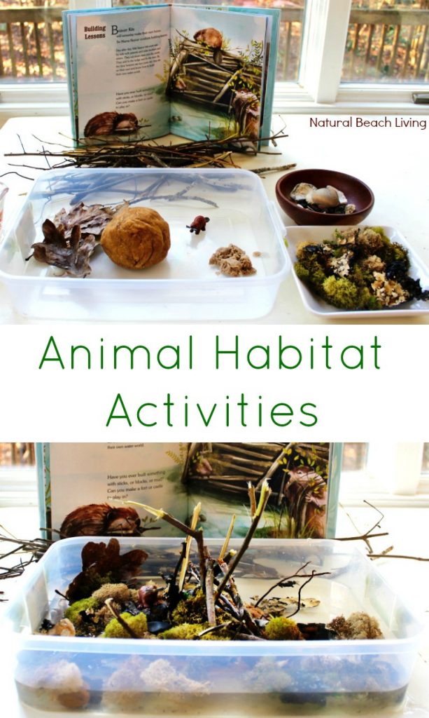 How to Incorporate Nature Studies Into Your Homeschooling All Year Long, 12 Months of Nature Study Ideas, Nature Based Homeschool, Natural Homeschool, Natural Homeschooling, Natural Learning, Nature Study Homeschool, Nature Study Printables, Nature study preschool, Animal activities, Science for Kids, Nature activities for kids