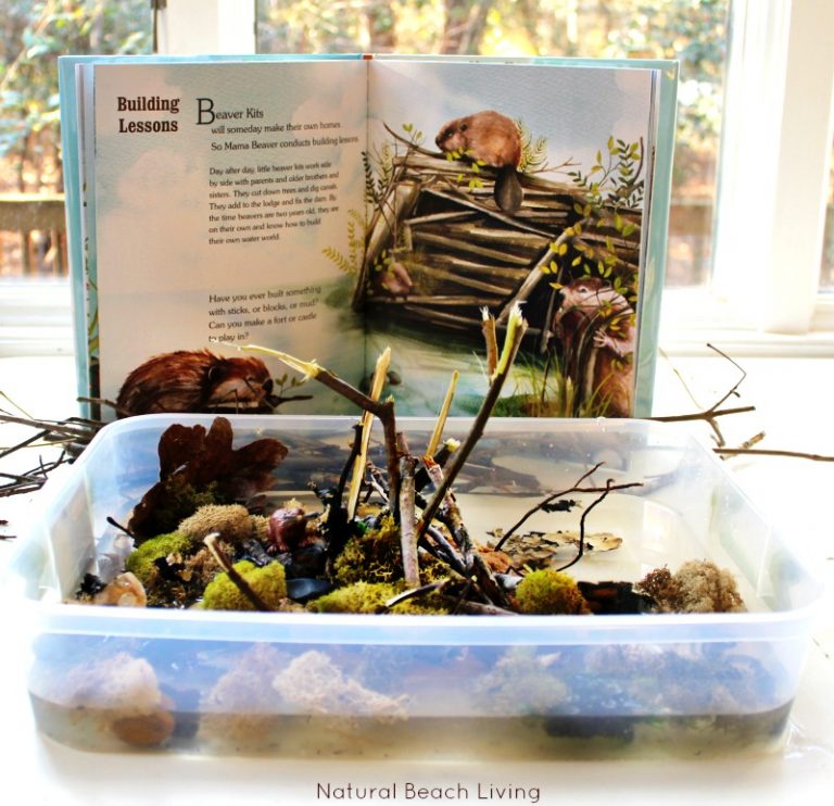 Animal Habitat Activities for Preschool