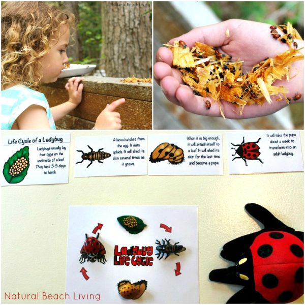Ladybug Life Cycle Activities & Free Printables for Preschool and ...