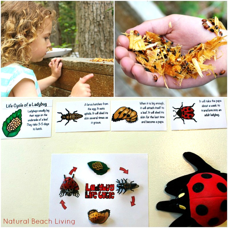 Awesome Ladybug Life Cycle Activities and Free Printables for kids, Natural learning, Science, Hands on learning, Preschool Alphabet activities, Great Books 