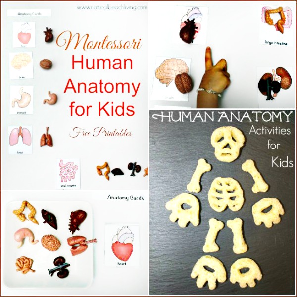 Montessori Human Anatomy Activities with Free Printables