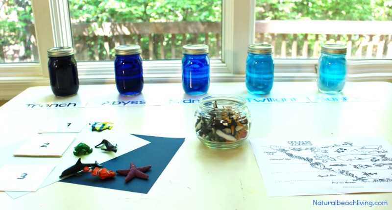 Explore fun ocean preschool activities! Download free ocean animals printables & learn about ocean zones with engaging worksheets for young learners. Montessori Ocean Theme Printables and Activities