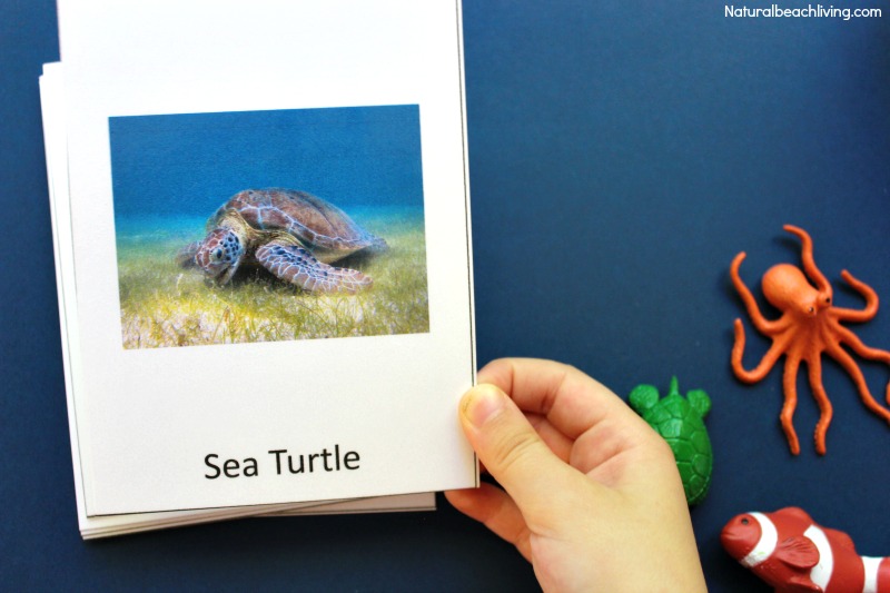 Montessori Theme Ocean Preschool Activities & Printables, The Best way to learn Ocean Zones, Ocean Animals, 3-part cards, Montessori Math, Under the Sea 