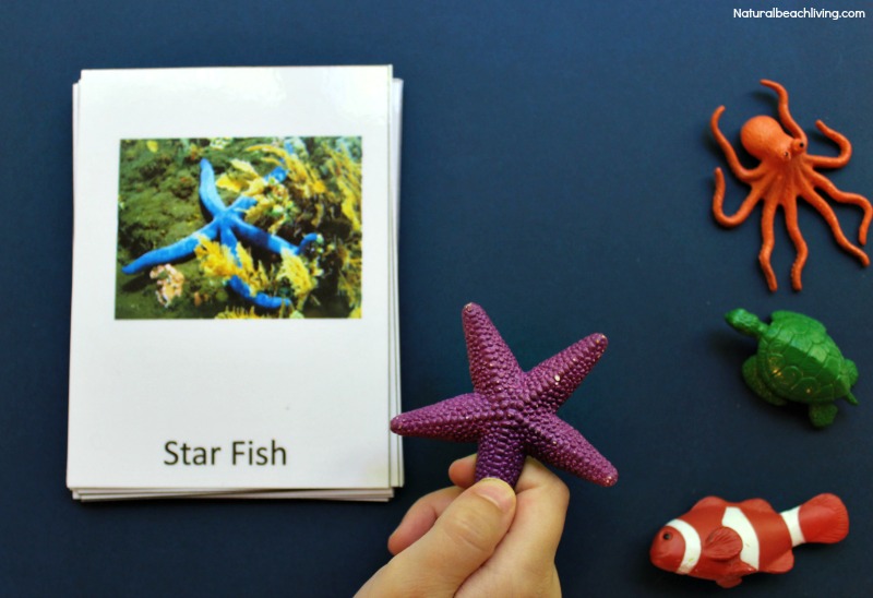 Montessori Theme Ocean Preschool Activities and Printables, The Best way to learn Ocean Zones, Ocean Animals, 3-part cards, Montessori Math, Under the Sea 