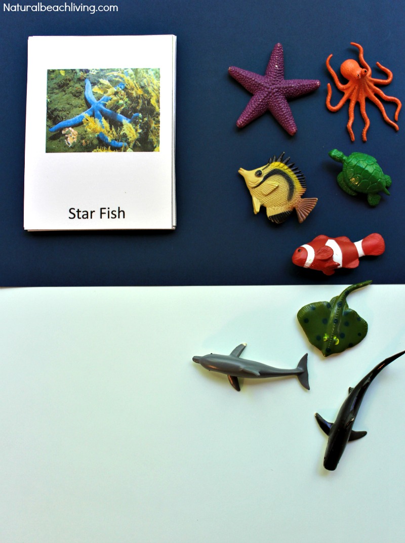 Montessori Theme Ocean Preschool Activities & Printables, The Best way to learn Ocean Zones, Ocean Animals, 3-part cards, Montessori Math, Under the Sea 