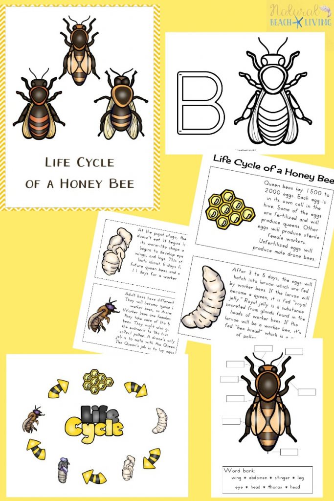 These Bee Printables are a fun way to learn about bees. They help your child be creative and are also educational. These Free Bee Coloring Pages and Printable Activities for Kids are perfect for toddlers, preschoolers, and Kindergarten. Add these to your Preschool Bee Theme