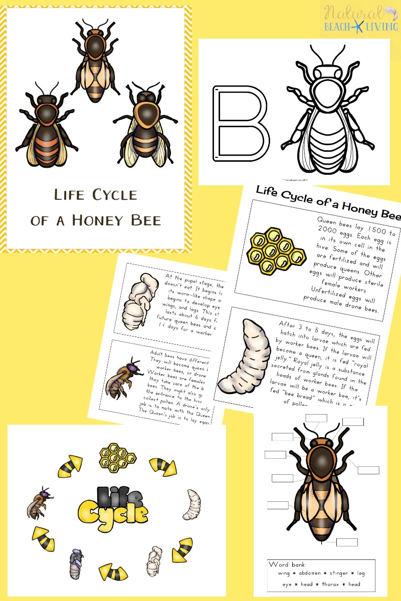 Life Cycle Printables Bundle Natural Beach Living