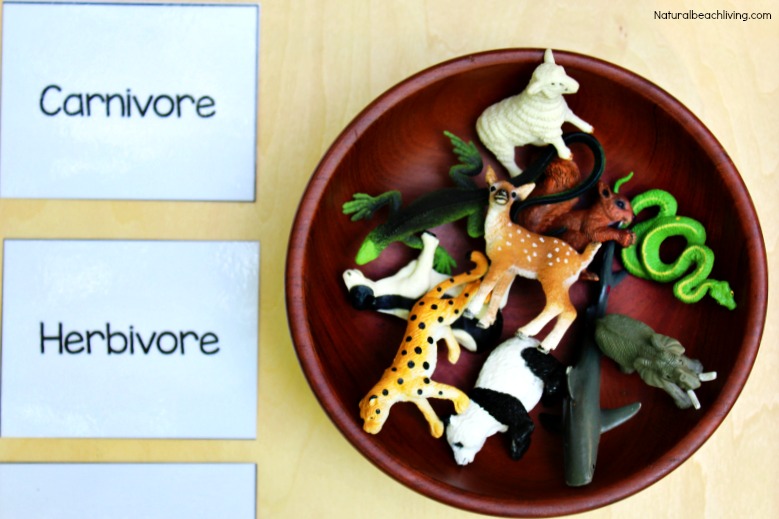 Montessori Science for Kids Animal Sort Activity & Printables, food chain, Hands on Activities for Preschool & Kindergarten, Omnivore, Herbivore, Carnivore
