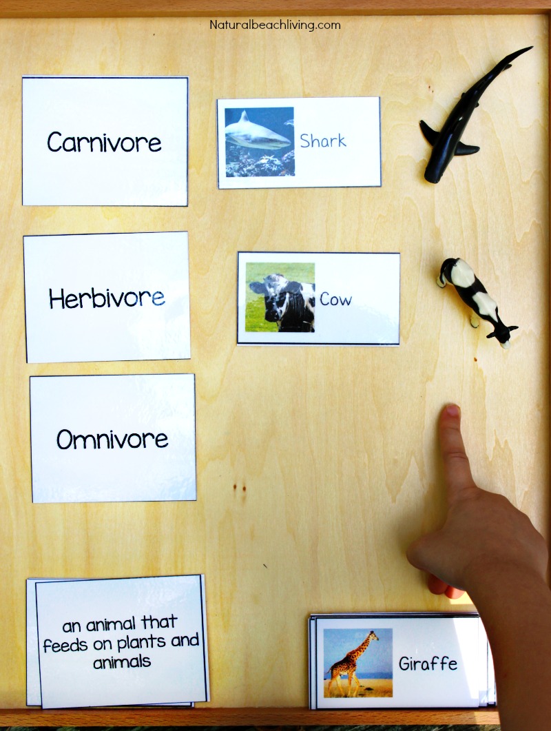 Montessori Science for Kids Animal Sort Activity & Printables, food chain, Hands on Activities for Preschool & Kindergarten, Omnivore, Herbivore, Carnivore
