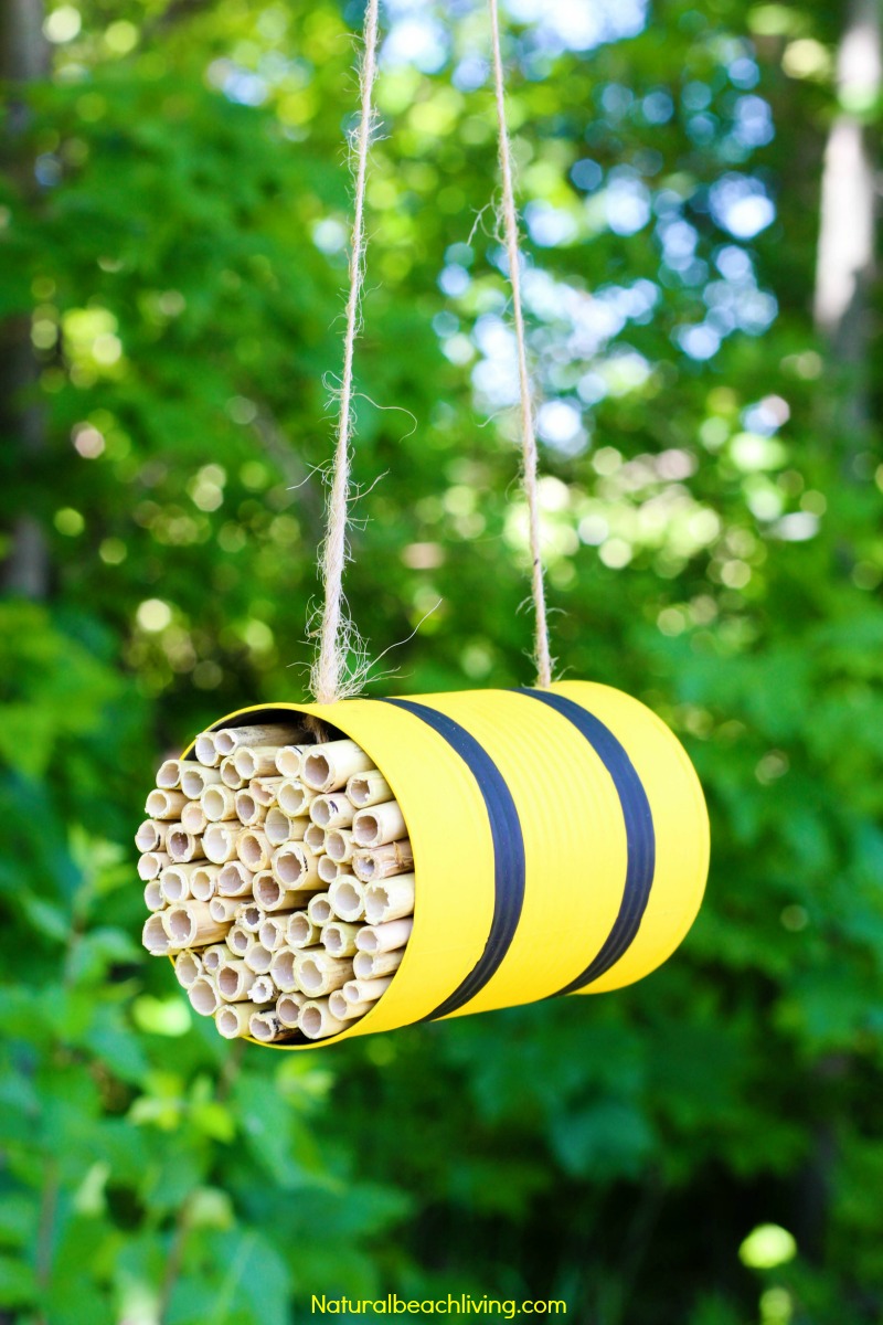 How to Make a Mason Bee Habitat – Perfect Life Cycle of a Bee Activities