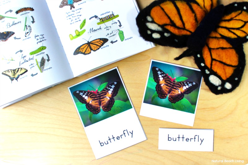The Best Life Cycle Activities and Printables: These life cycle activities are engaging, and the hands-on learning ideas make it easy for kids to have fun. From Art projects, crafts, and fine motor activities to teaching about frogs, butterflies, chickens, apples, plants, and more life cycles. Science for Kids, Montessori Activities