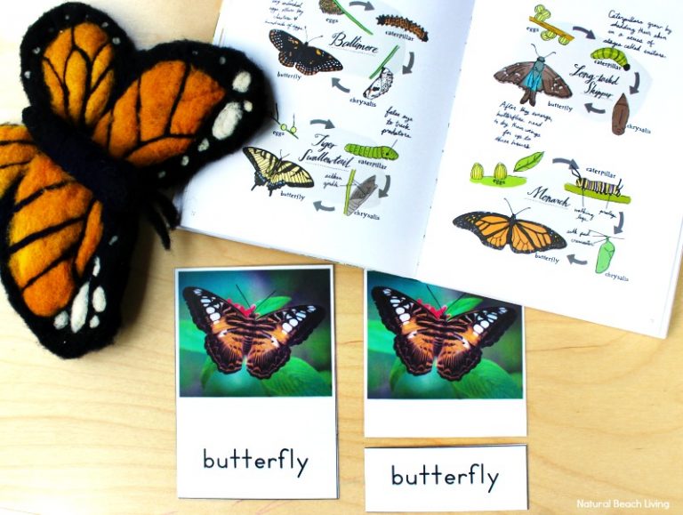 Butterfly Life Cycle Activities for Kids Free Printables - Natural ...