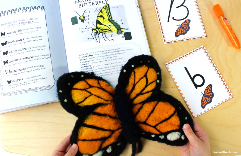 The Best Butterfly Life Cycle Activities for Kids, teach your kids about the butterfly life cycle in a fun, educational way. Plus add in hands-on activities, butterfly life cycle crafts, and free life cycle printables. Butterfly Life Cycle Activities Science, Butterfly Life Cycle Lesson Plans, Life Cycle of a Butterfly Activities for Preschool, Life Cycle of a Butterfly Activities for Kindergarten, First Grade, Second Grade, Natural Science and Literacy for Kids #Kindergarten #preschool #Montessori #Homeschool #Lifecycle #Scienceforkids The BEST Butterfly Life Cycle Activities for Kids, teach your kids about the butterfly life cycle in a fun, educational way. Plus, add in free life cycle printables and hands-on activities, butterfly life cycle crafts, art, science, sensory play, and more for your butterfly theme.
