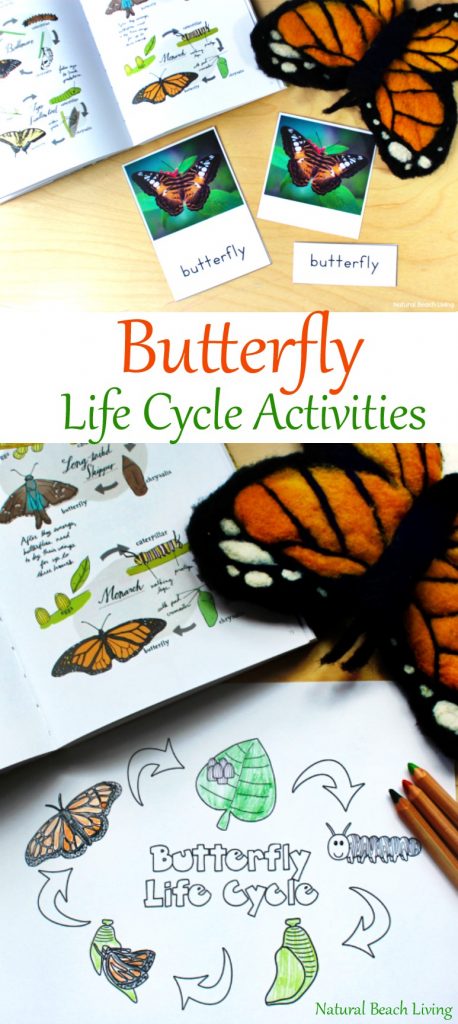 The Best Butterfly Life Cycle Activities for Kids, teach your kids about the butterfly life cycle in a fun, educational way. Plus add in hands-on activities, butterfly life cycle crafts, and free life cycle printables. Butterfly Life Cycle Activities Science, Butterfly Life Cycle Lesson Plans, Life Cycle of a Butterfly Activities for Preschool, Life Cycle of a Butterfly Activities for Kindergarten, First Grade, Second Grade, Natural Science and Literacy for Kids #Kindergarten #preschool #Montessori #Homeschool #Lifecycle #Scienceforkids 