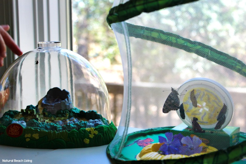 The Best Butterfly Life Cycle Activities for Kids, teach your kids about the butterfly life cycle in a fun, educational way. Plus add in hands-on activities, butterfly life cycle crafts, and free life cycle printables. Butterfly Life Cycle Activities Science, Butterfly Life Cycle Lesson Plans, Life Cycle of a Butterfly Activities for Preschool, Life Cycle of a Butterfly Activities for Kindergarten, First Grade, Second Grade, Natural Science and Literacy for Kids #Kindergarten #preschool #Montessori #Homeschool #Lifecycle #Scienceforkids The BEST Butterfly Life Cycle Activities for Kids, teach your kids about the butterfly life cycle in a fun, educational way. Plus, add in free life cycle printables and hands-on activities, butterfly life cycle crafts, art, science, sensory play, and more for your butterfly theme.