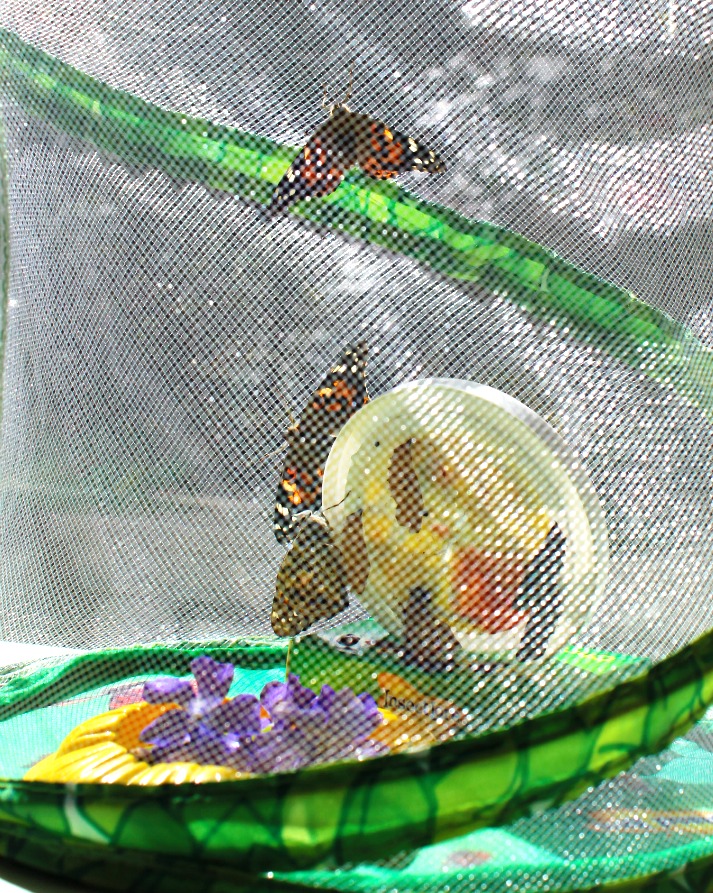 The Best Butterfly Life Cycle Activities for Kids, teach your kids about the butterfly life cycle in a fun, educational way. Plus add in hands-on activities, butterfly life cycle crafts, and free life cycle printables. Butterfly Life Cycle Activities Science, Butterfly Life Cycle Lesson Plans, Life Cycle of a Butterfly Activities for Preschool, Life Cycle of a Butterfly Activities for Kindergarten, First Grade, Second Grade, Natural Science and Literacy for Kids #Kindergarten #preschool #Montessori #Homeschool #Lifecycle #Scienceforkids The BEST Butterfly Life Cycle Activities for Kids, teach your kids about the butterfly life cycle in a fun, educational way. Plus, add in free life cycle printables and hands-on activities, butterfly life cycle crafts, art, science, sensory play, and more for your butterfly theme.