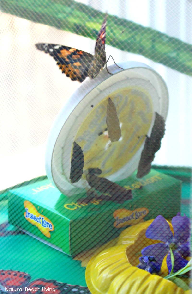 Butterfly Life Cycle Activities for Kids Free Printables - Natural ...