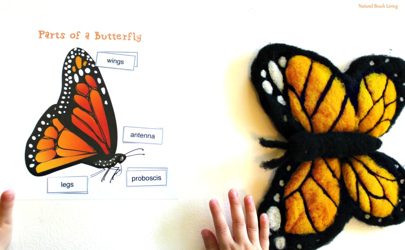 The Best Butterfly Life Cycle Activities for Kids, teach your kids about the butterfly life cycle in a fun, educational way. Plus add in hands-on activities, butterfly life cycle crafts, and free life cycle printables. Butterfly Life Cycle Activities Science, Butterfly Life Cycle Lesson Plans, Life Cycle of a Butterfly Activities for Preschool, Life Cycle of a Butterfly Activities for Kindergarten, First Grade, Second Grade, Natural Science and Literacy for Kids #Kindergarten #preschool #Montessori #Homeschool #Lifecycle #Scienceforkids The BEST Butterfly Life Cycle Activities for Kids, teach your kids about the butterfly life cycle in a fun, educational way. Plus, add in free life cycle printables and hands-on activities, butterfly life cycle crafts, art, science, sensory play, and more for your butterfly theme.