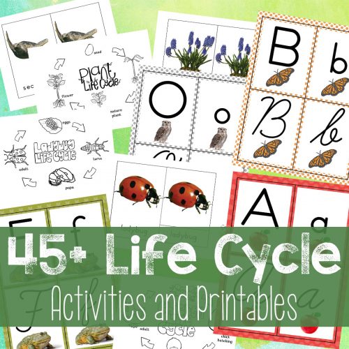 25+ Montessori Science Activities and Experiments for Kids - Natural ...