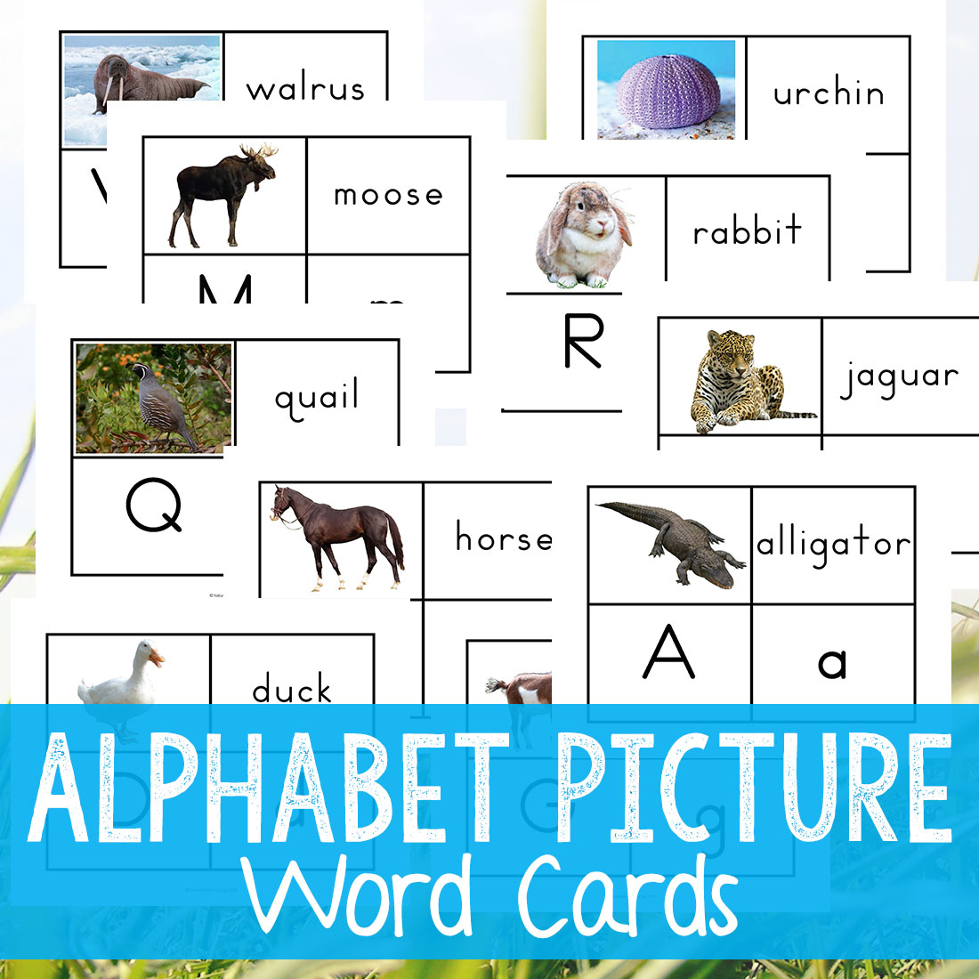 Alphabet Printable Picture Cards – Visual Word Cards